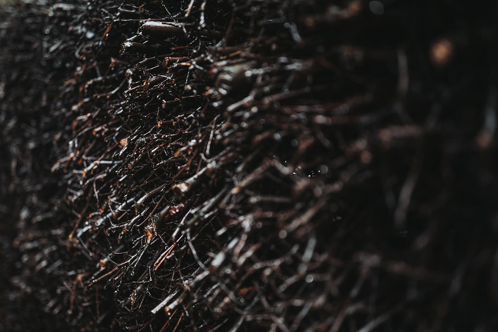 Why Visit The Only Michelin-Recommended Restaurant in Ayrshire